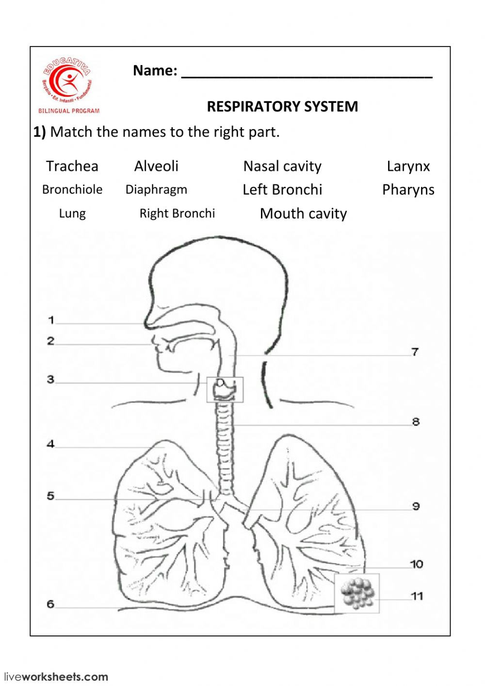 Respiratory System Interactive Worksheet