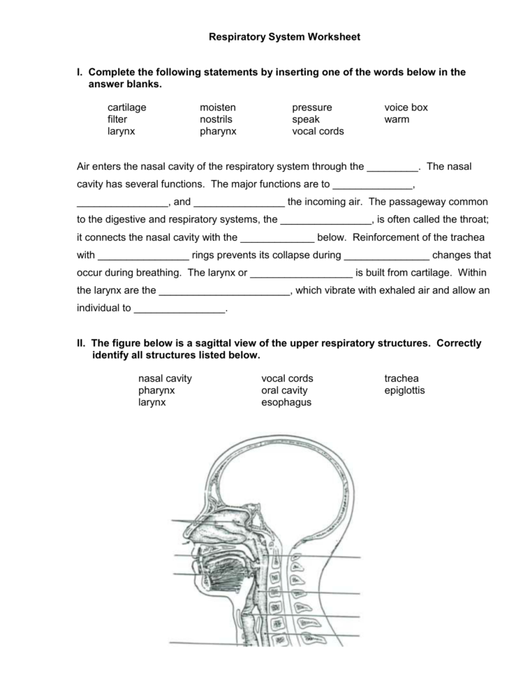 Respiratory System Worksheet Respiratory System Worksheet