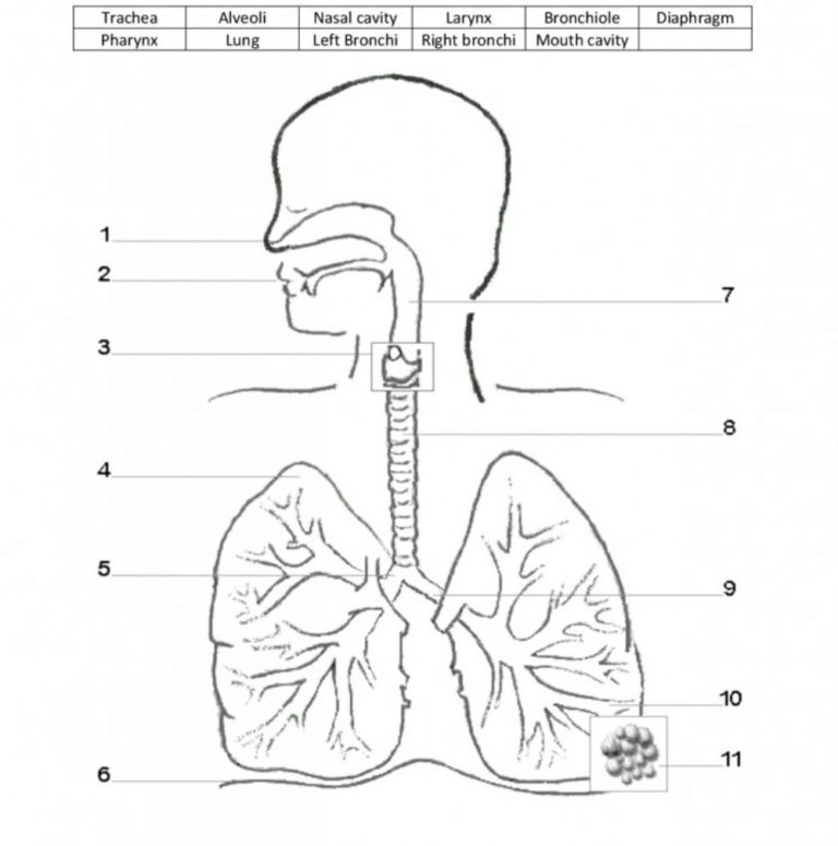 human-respiratory-system-worksheet-db-excel