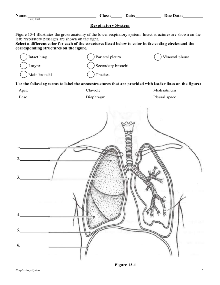 Respiratory System Worksheet — db-excel.com