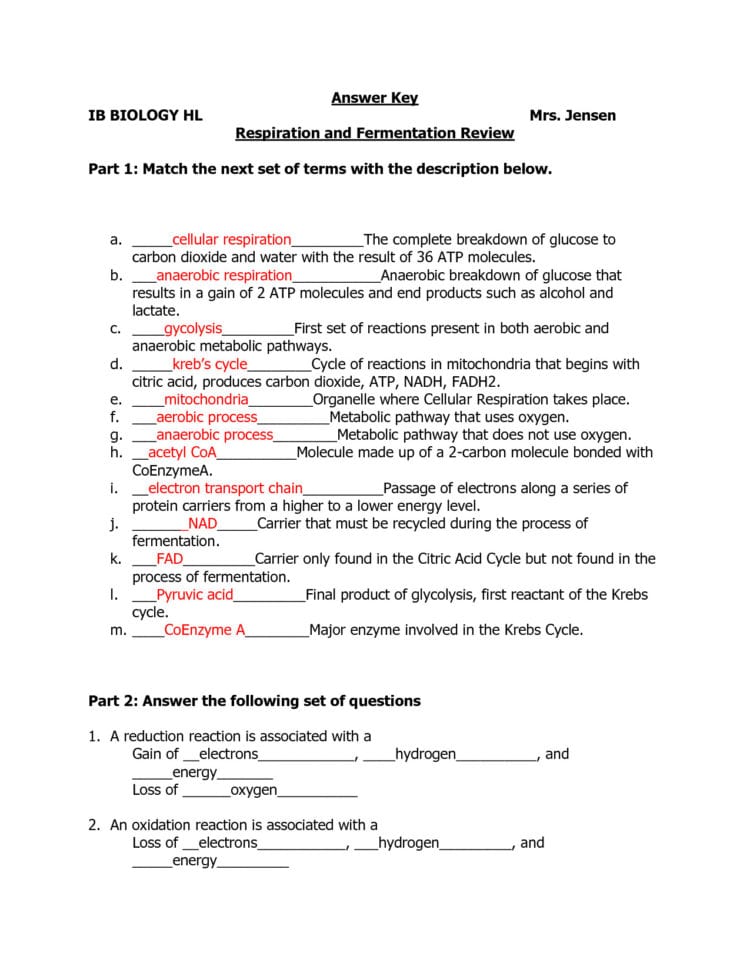 Respiratory System Worksheet  Yooob