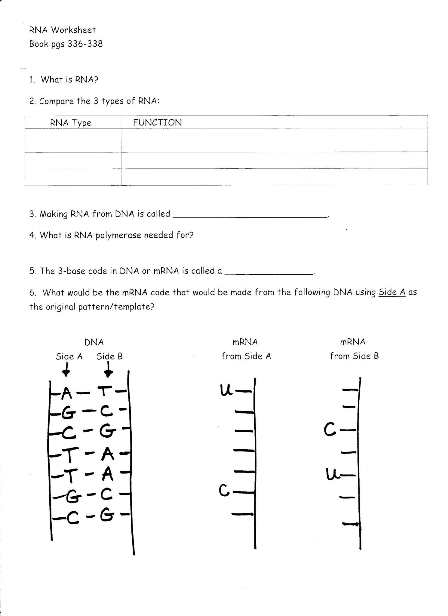 restriction-enzyme-worksheet-answers-db-excel