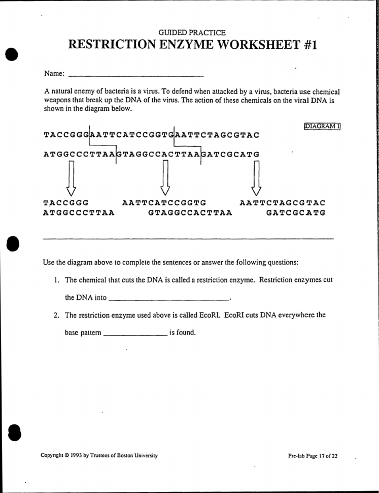 Restriction Enzyme Worksheet  Practice Restriction Enzyme