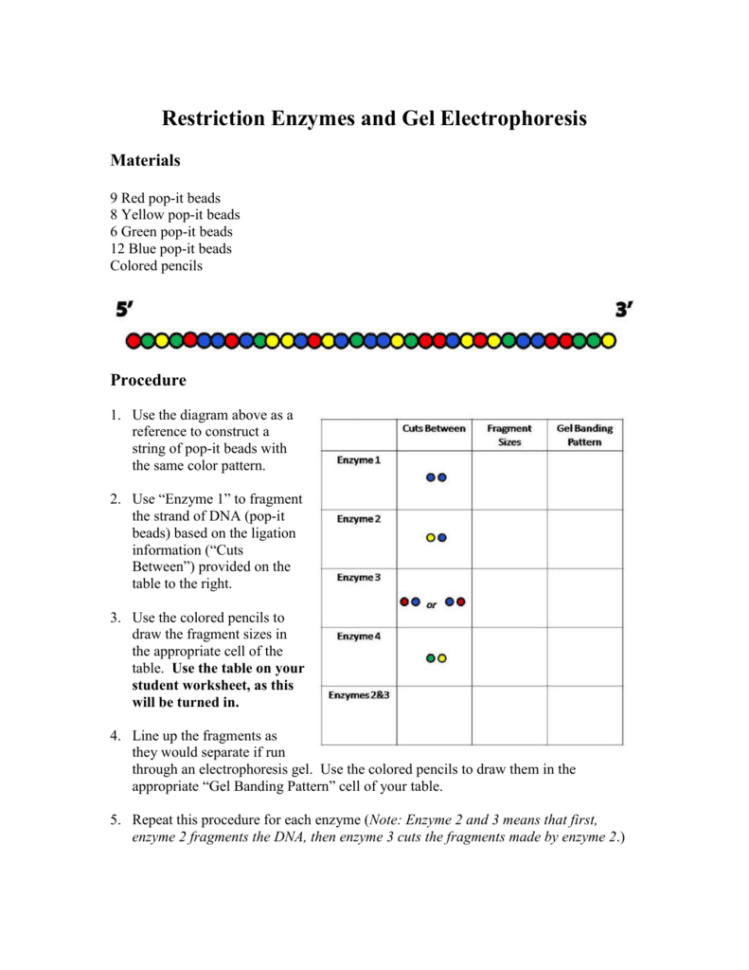 Restriction Enzymes And Gel Electrophoresis