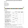 Restriction Enzymes And Gel Electrophoresis
