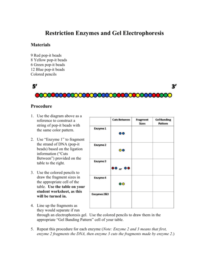 Restriction Enzyme Worksheet Answers db excel com