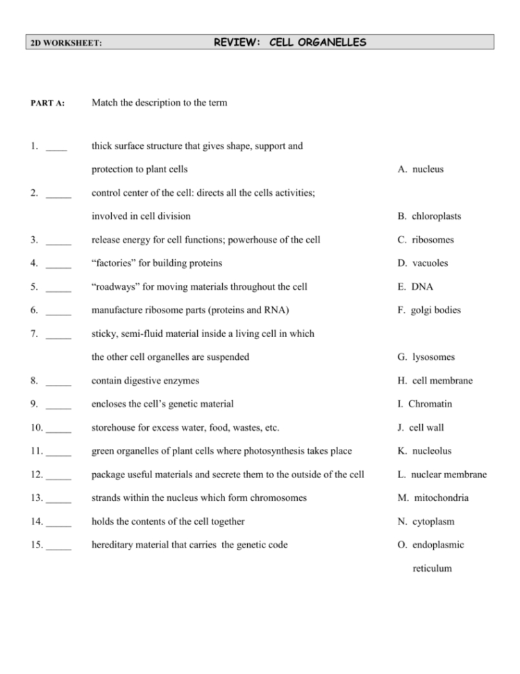 Review Cell Organelles Match The Description To The Term