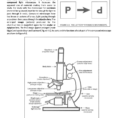 Review Sheet 2 Microscope The Compound Light
