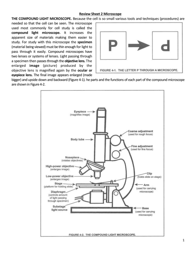 Review Sheet 2 Microscope The Compound Light