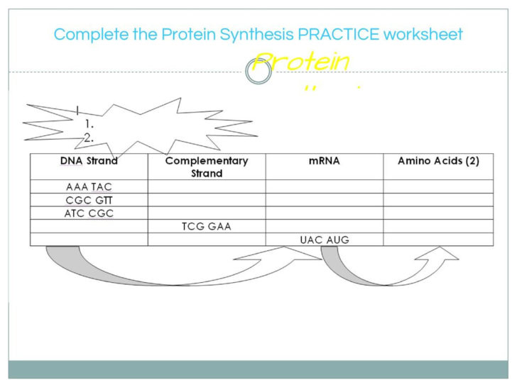 Protein Synthesis Practice Worksheet