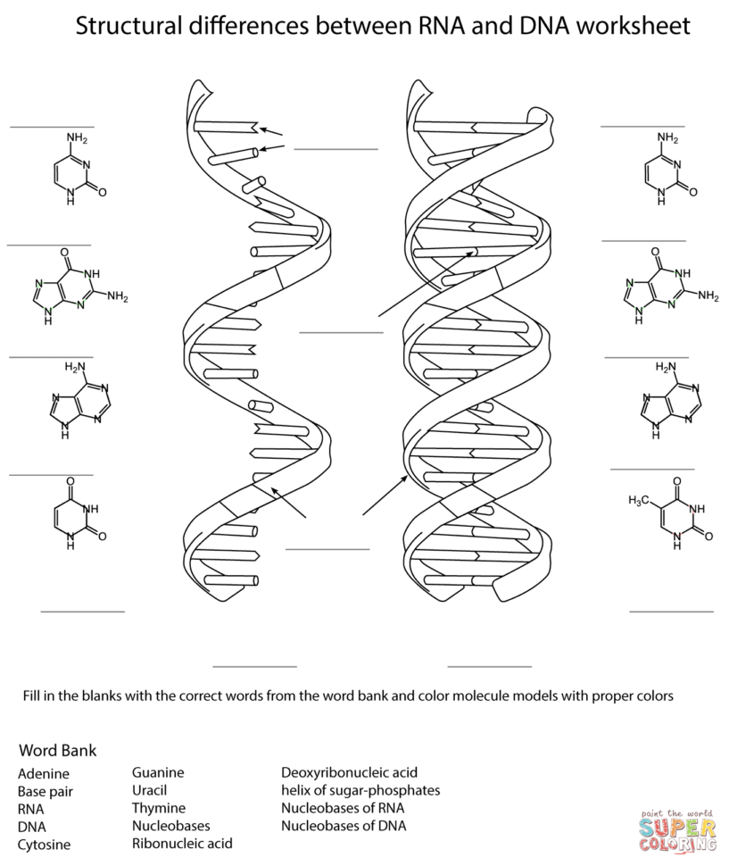 Rna And Dna Worksheet Coloring Page  Free Printable