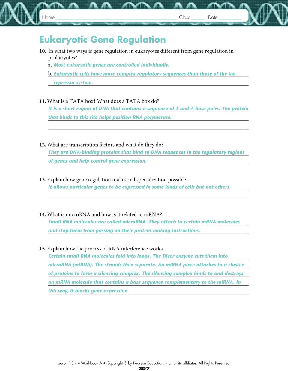 Rna And Gene Expression Worksheet Answers Math Worksheets