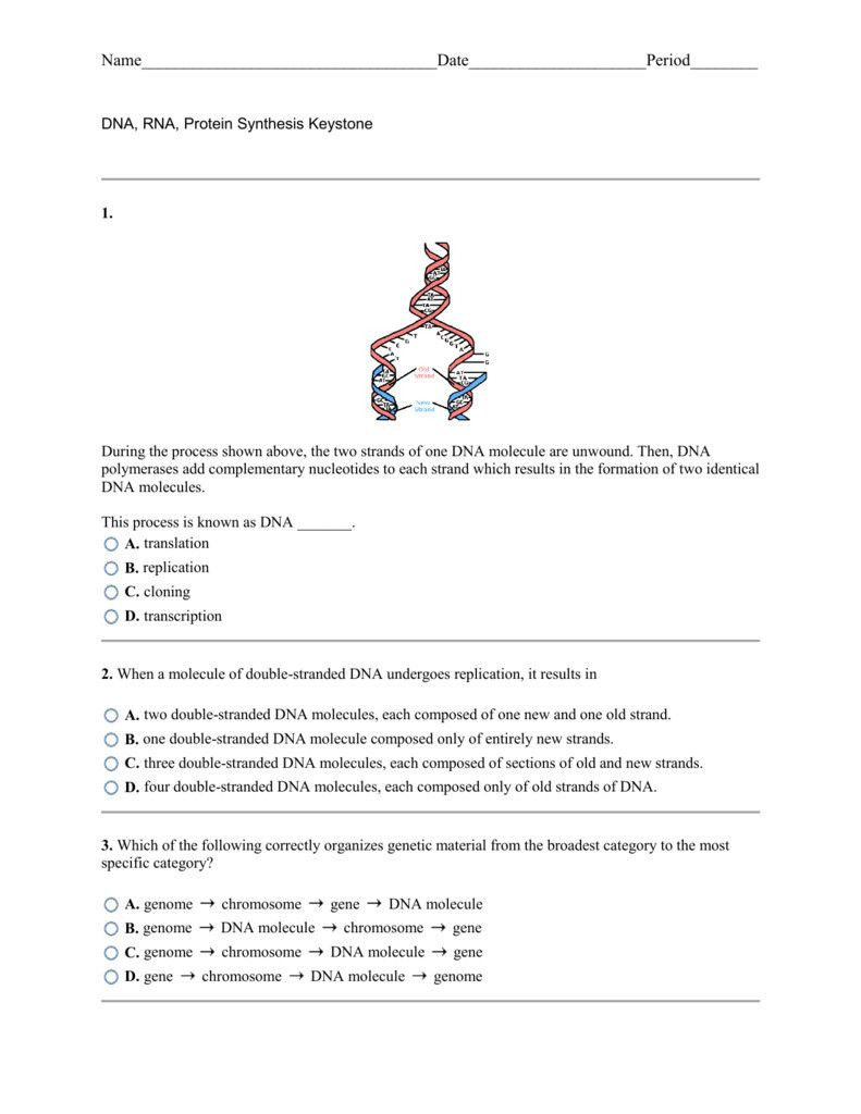 Rna And Gene Expression Worksheet Answers