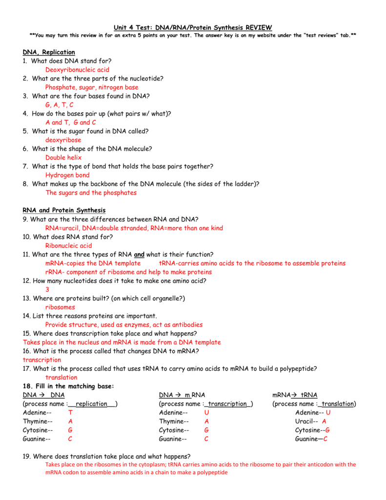 Protein Synthesis Worksheet Pdf — db-excel.com