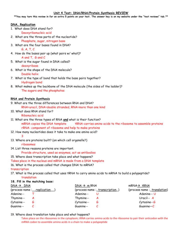 Dna Rna And Proteins Worksheet Answer Key — db-excel.com