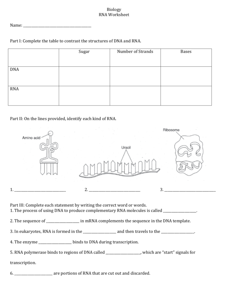 Rna Worksheet Rna Worksheet