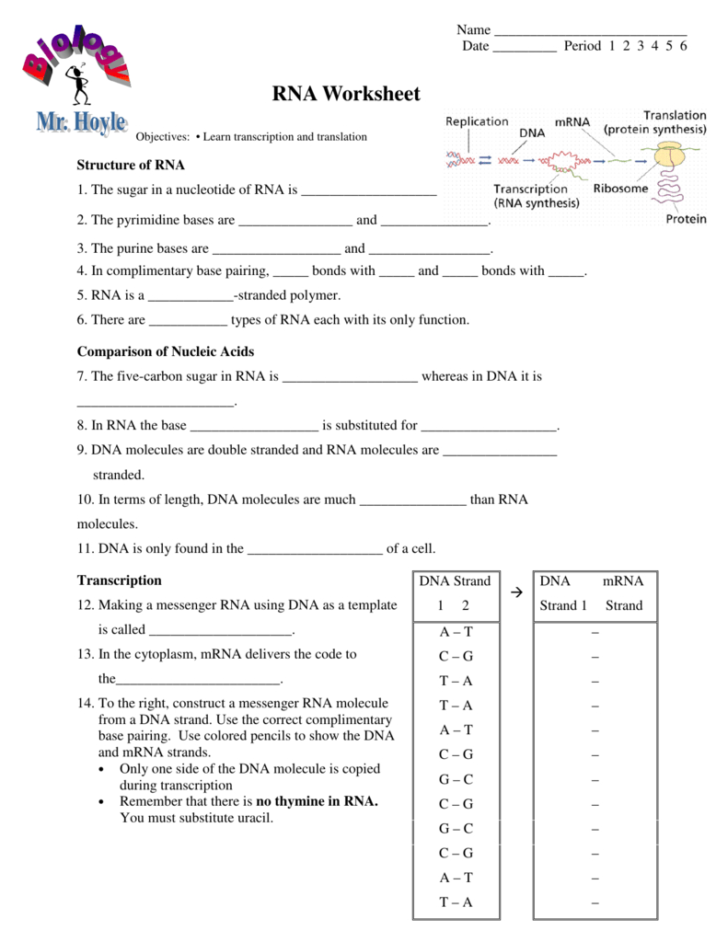 Rna Transcription Worksheet Answers