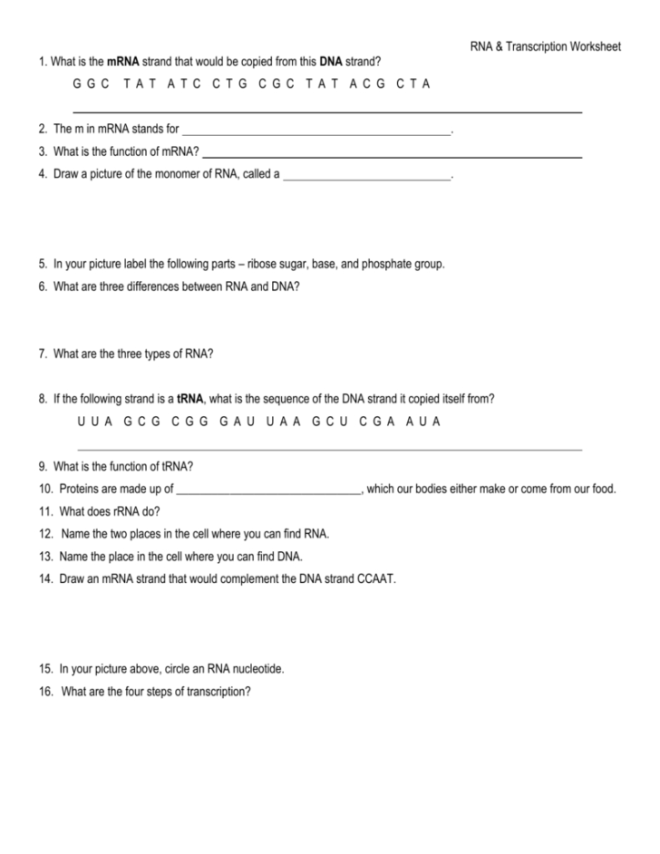 Rna Transcription Worksheet Answers — db-excel.com