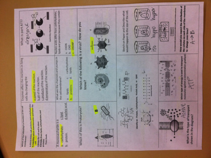 Cell Cycle And Dna Replication Practice Worksheet Key
