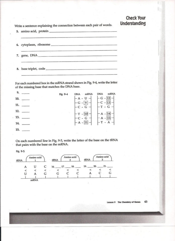 Say It With Dna Protein Synthesis Worksheet Ms Friedman S