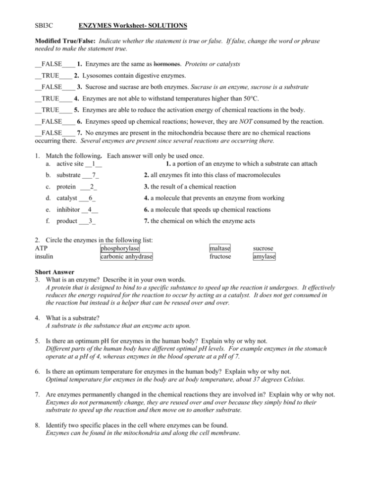 Sbi3C Enzymes Worksheet Solutions Modified Truefalse