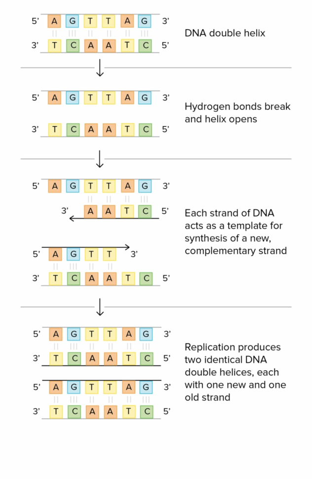 Schematic Of Tson And Crick's Basic Model Of Dna  Dna
