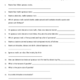 Scheme For Igneous Rock Identification Worksheet Answers