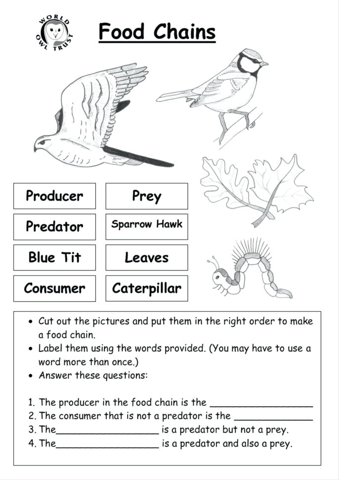 science food chain worksheets cortexcolorco db excelcom