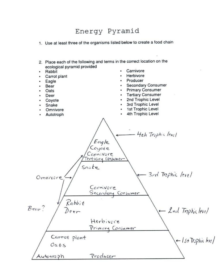 Science Food Chain Worksheets – Cortexcolorco