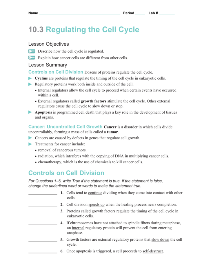 Section 10 3 Regulating The Cell Cycle Answer Key Best — db-excel.com