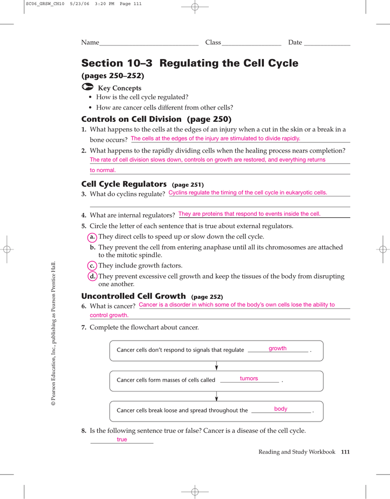 Section 10–3 Regulating The Cell Cycle