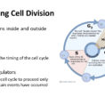 Section 103 Pg  Regulating The Cell Cycle  Ppt Download