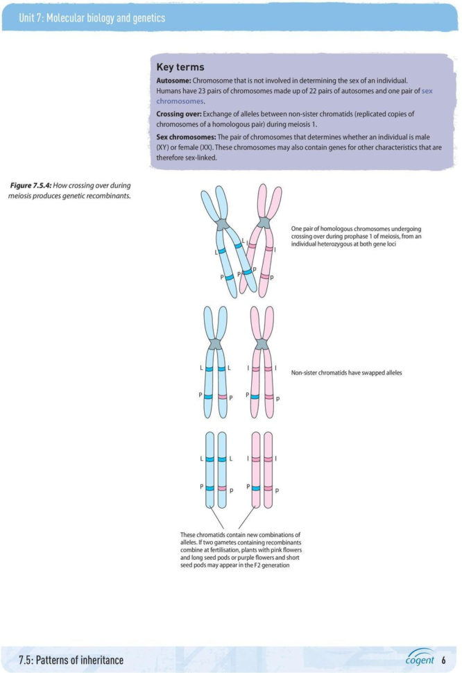 Section 11 5 Linkage And Gene Maps Worksheet Answer Key
