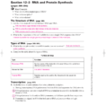 Section 12 3 Rna And Protein Synthesis Answer Key How To