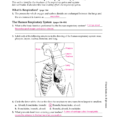 Section 37–3 The Respiratory System Pages 956–963