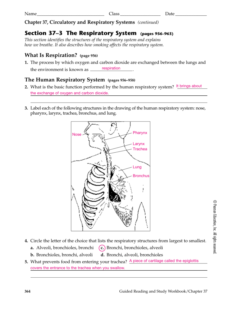 Section 37–3 The Respiratory System Pages 956–963 — db-excel.com