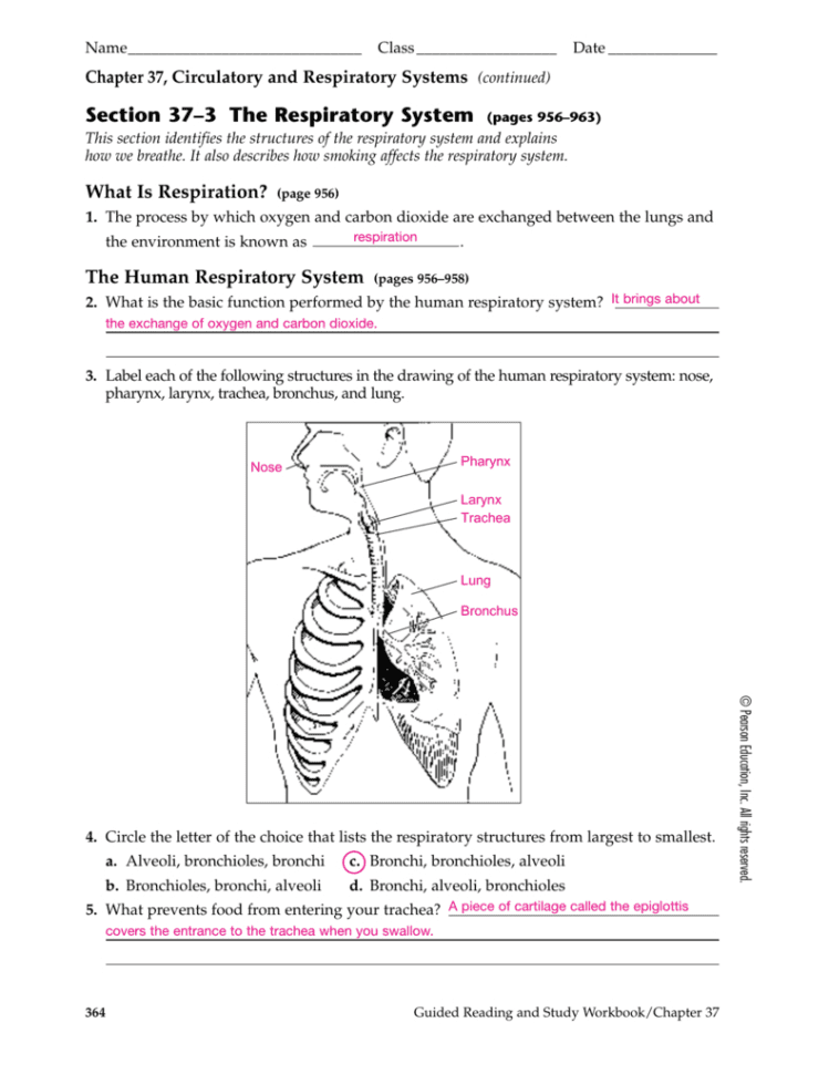 Section 37–3 The Respiratory System Pages 956–963