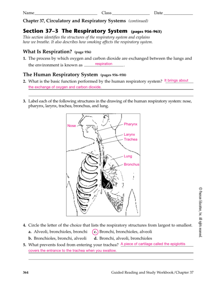 respiratory-system-worksheet-db-excel