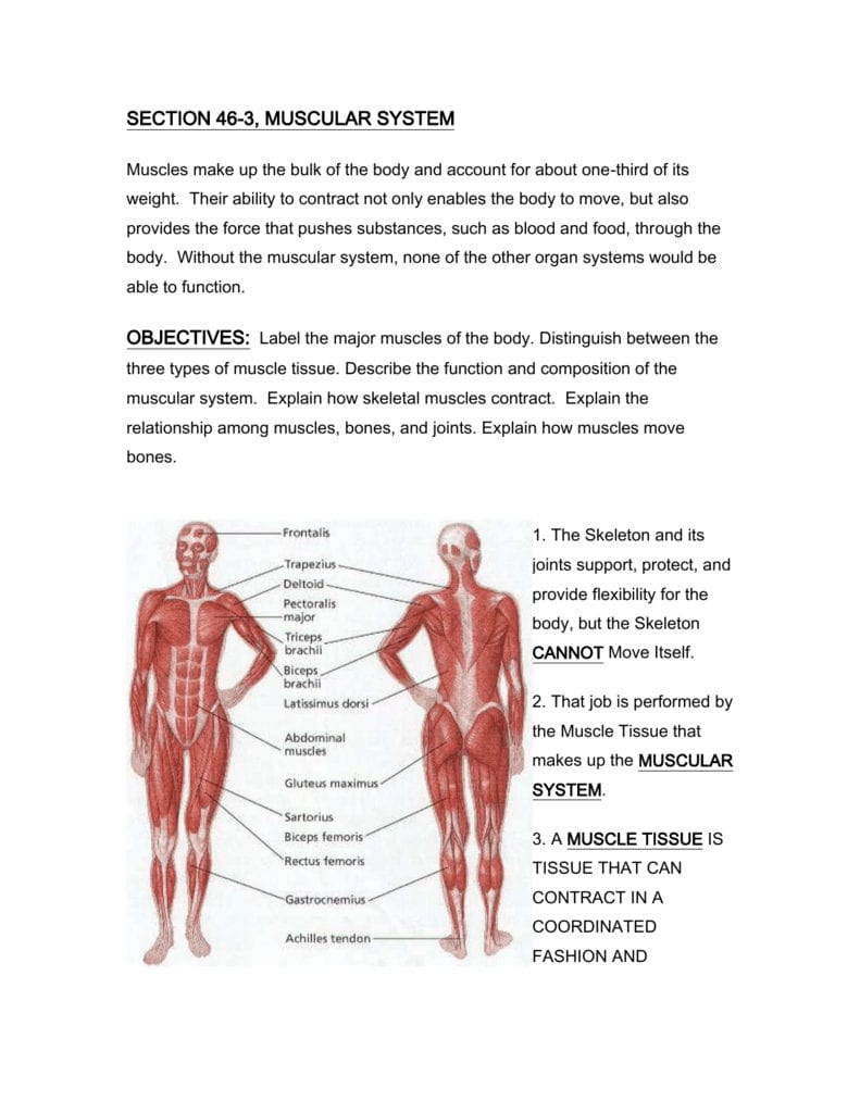 Section 463 Muscular System