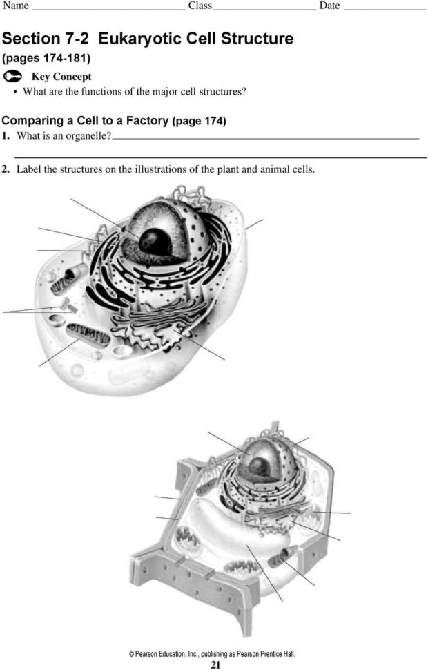 Section 72 Eukaryotic Cell Structure  Pdf