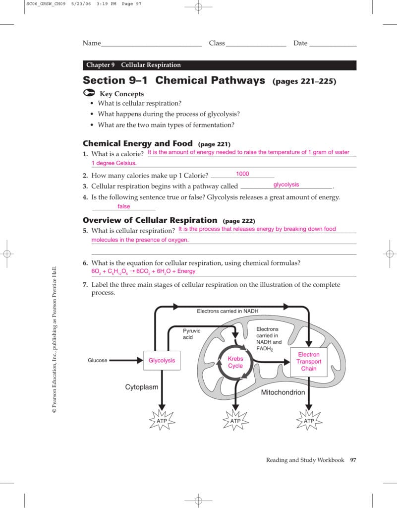 Section 9–1 Chemical Pathys  Holyoke