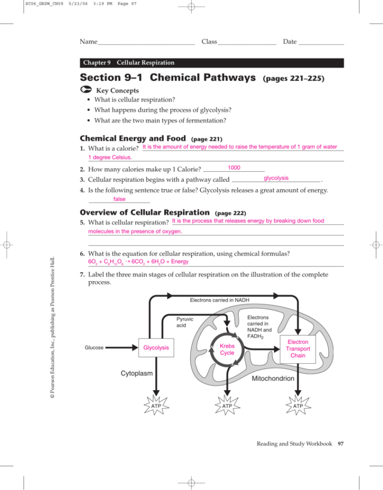 Section 9–1 Chemical Pathys  Holyoke