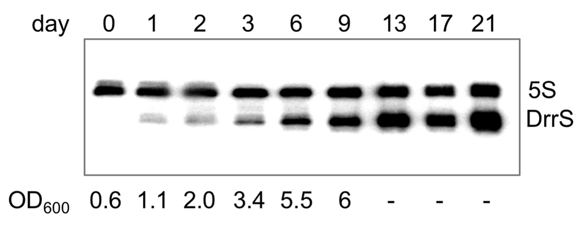 dihybrid-crosses-answers-worksheet-multiple-allele-crosses-unit-3-genetics-answer-key-blood