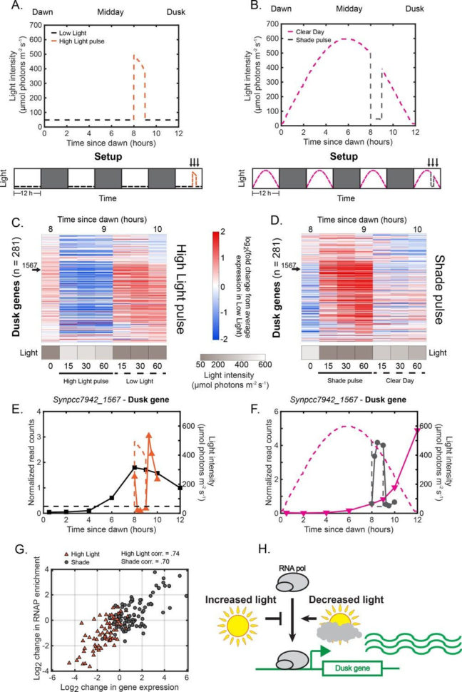 Section 9 2 Review Genetic Crosses Worksheet Answers