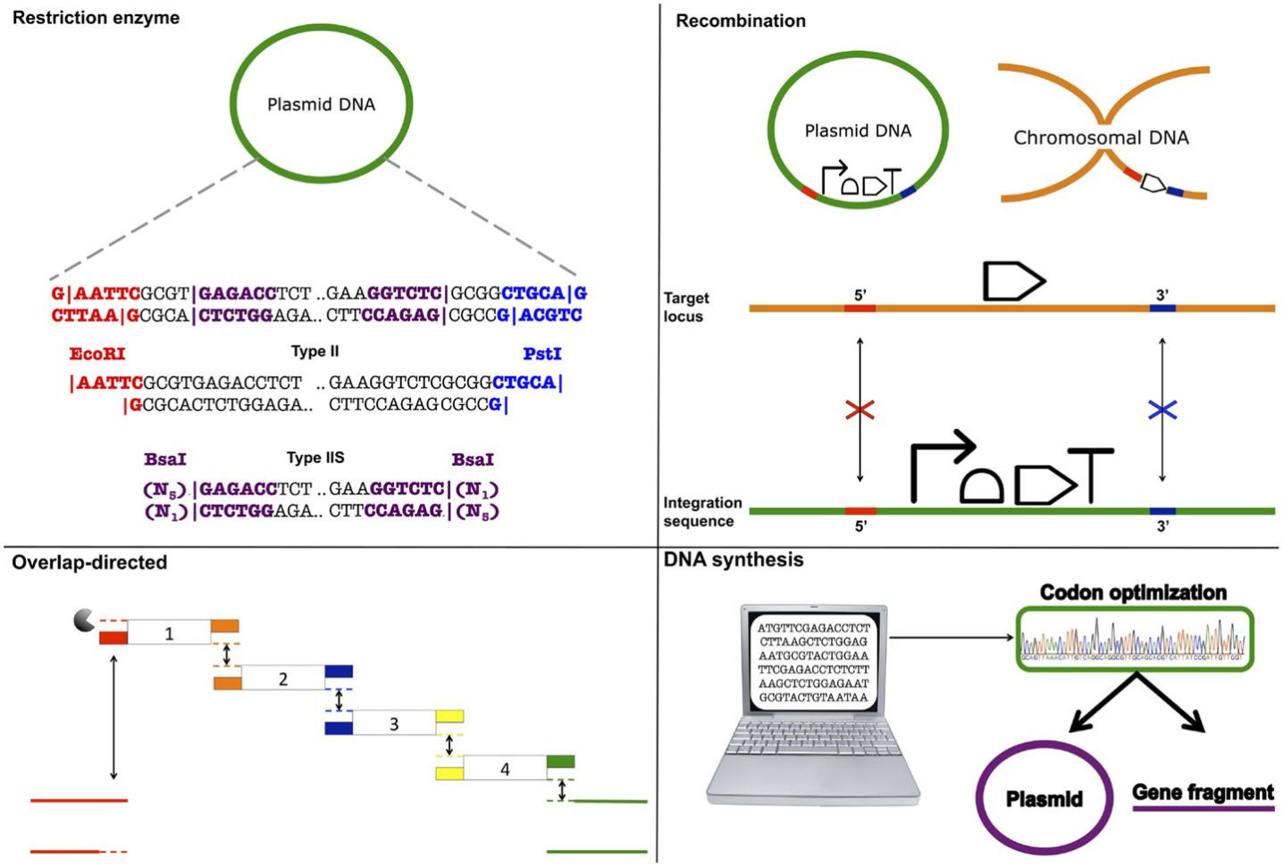 Sequencing The Steps Of Labor Worksheet Answers