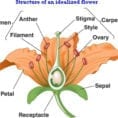 Sexual Reproduction In Flowering Plants  Study Material For
