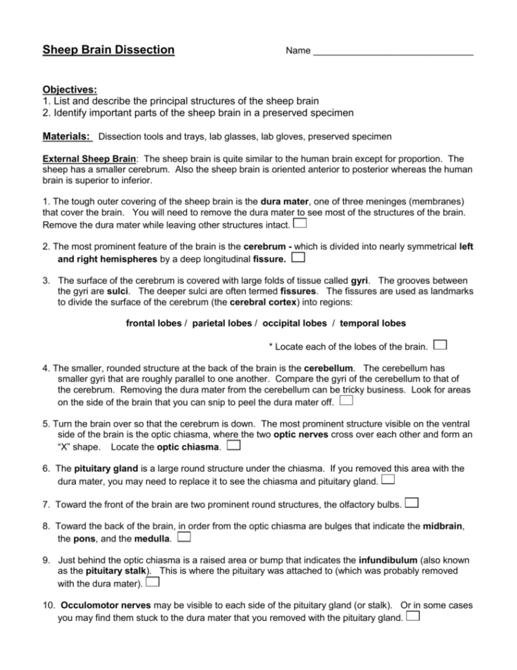 Sheep Brain Dissection