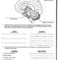 Sheep Brain Dissection Analysis Worksheet Answers