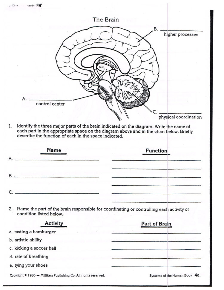 sheep-brain-dissection-analysis-worksheet-answers-db-excel