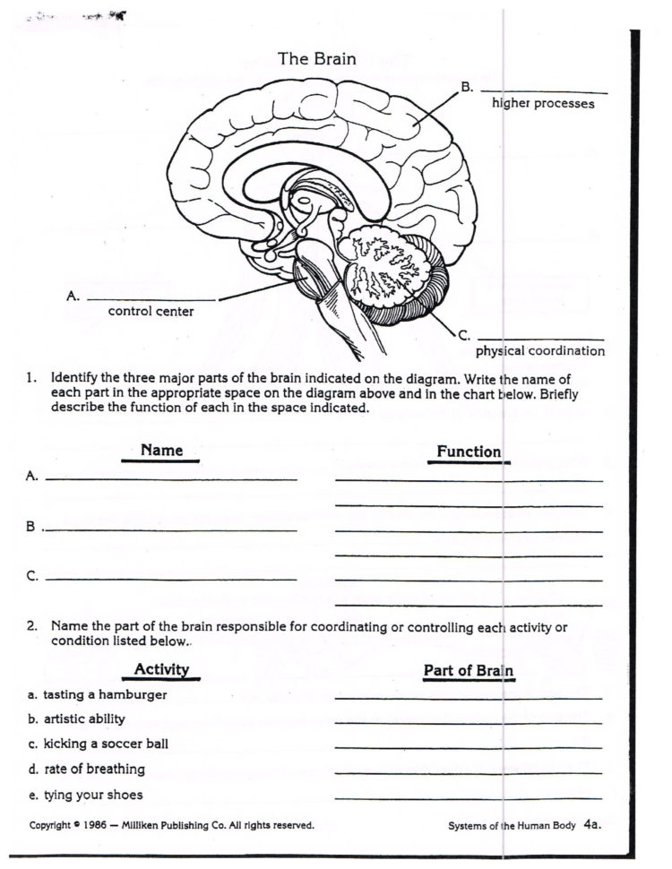 Sheep Brain Dissection Analysis Worksheet Answers Db excel